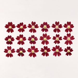 Fleurs rouges pressées pour travaux manuels, résine, carnet de notes, scrapbooking, fabrication de cartes - 18 pcs verveine séchée rouge