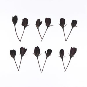 Petites fleurs foncées pressées pour travaux manuels, résine, journal, scrapbooking, fabrication de cartes - Fleurs de pommetier 12 pcs