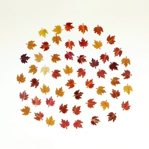 Petites feuilles d'érable d'automne pour travaux manuels, résine, journal, miniature, fabrication de cartes - 50 pcs - feuilles perforées pour passe-temps, cadeau de jardin pour amoureux de la nature