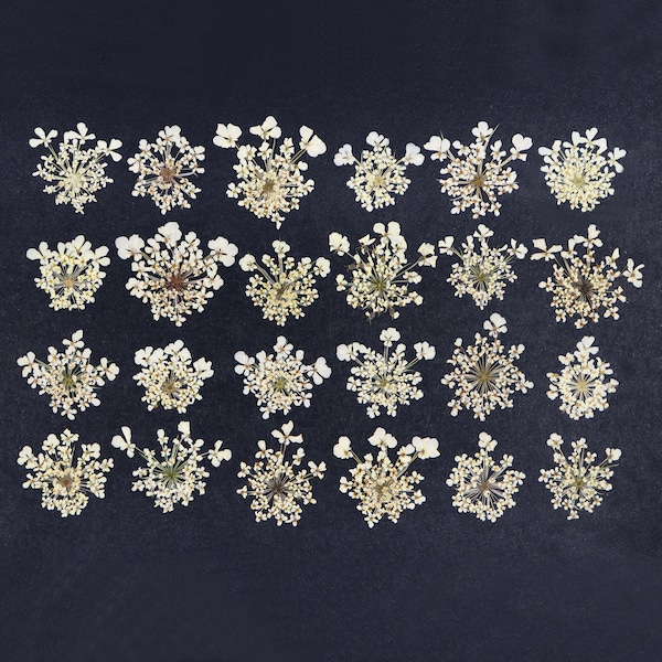 Small Pressed Lacy Flowers for Crafts, Resin, Journals, Scrapbooking, Cardmaking - 24 pcs Dried Natural White Queen Anne's Lace