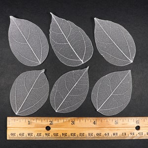 White See-through Flat Vein Skeleton Leaves for Crafts, Resin, Journals, Scrapbooking, Cardmaking 6 pcs Lacy Leaf image 2