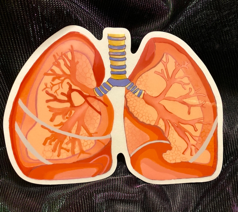 lungs Transparent sticker