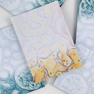 Histology Notepad Set: Kidney + Liver - 50 pages, recycling paper