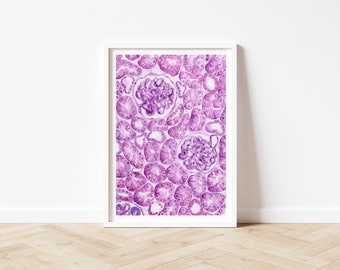 May include: A framed print featuring a detailed watercolor illustration of kidney tissue. The artwork showcases a close-up view of nephrons, with a focus on the glomeruli and tubules, rendered in shades of purple and pink.