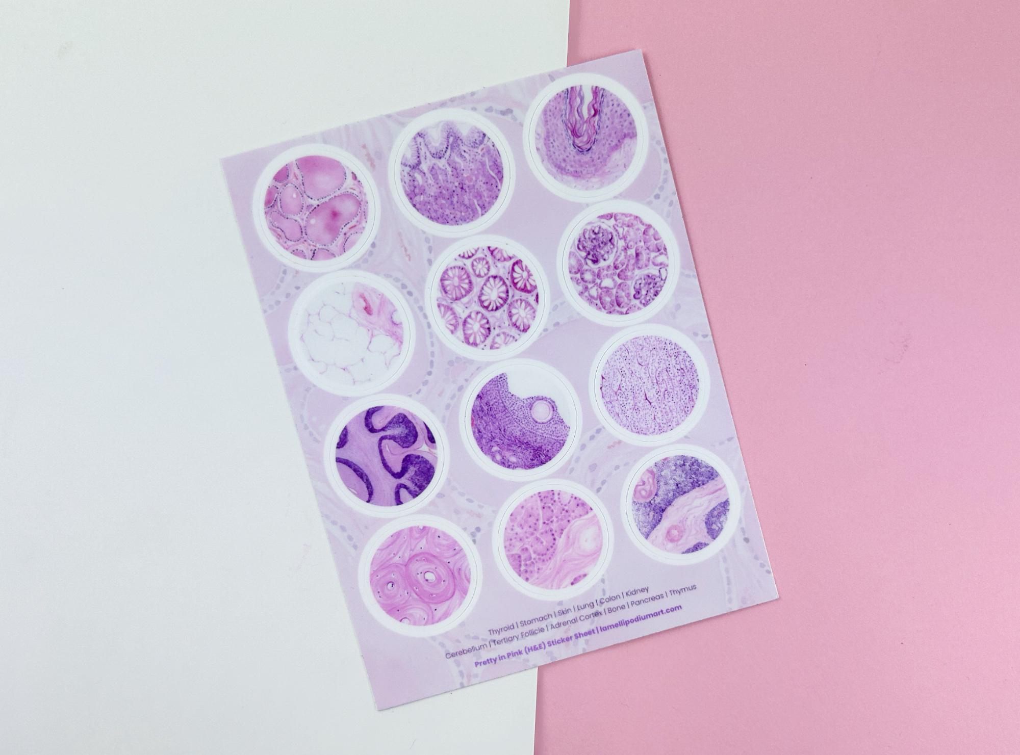 Histology Stickersheet: Pretty in Pink - Etsy