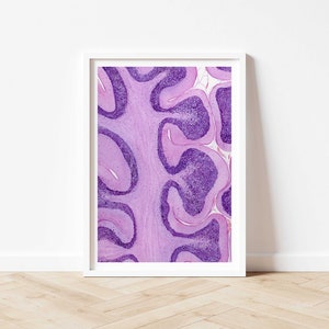 Histologie Aquarell Kunstdruck: Cerebellum, H&E-Färbung
