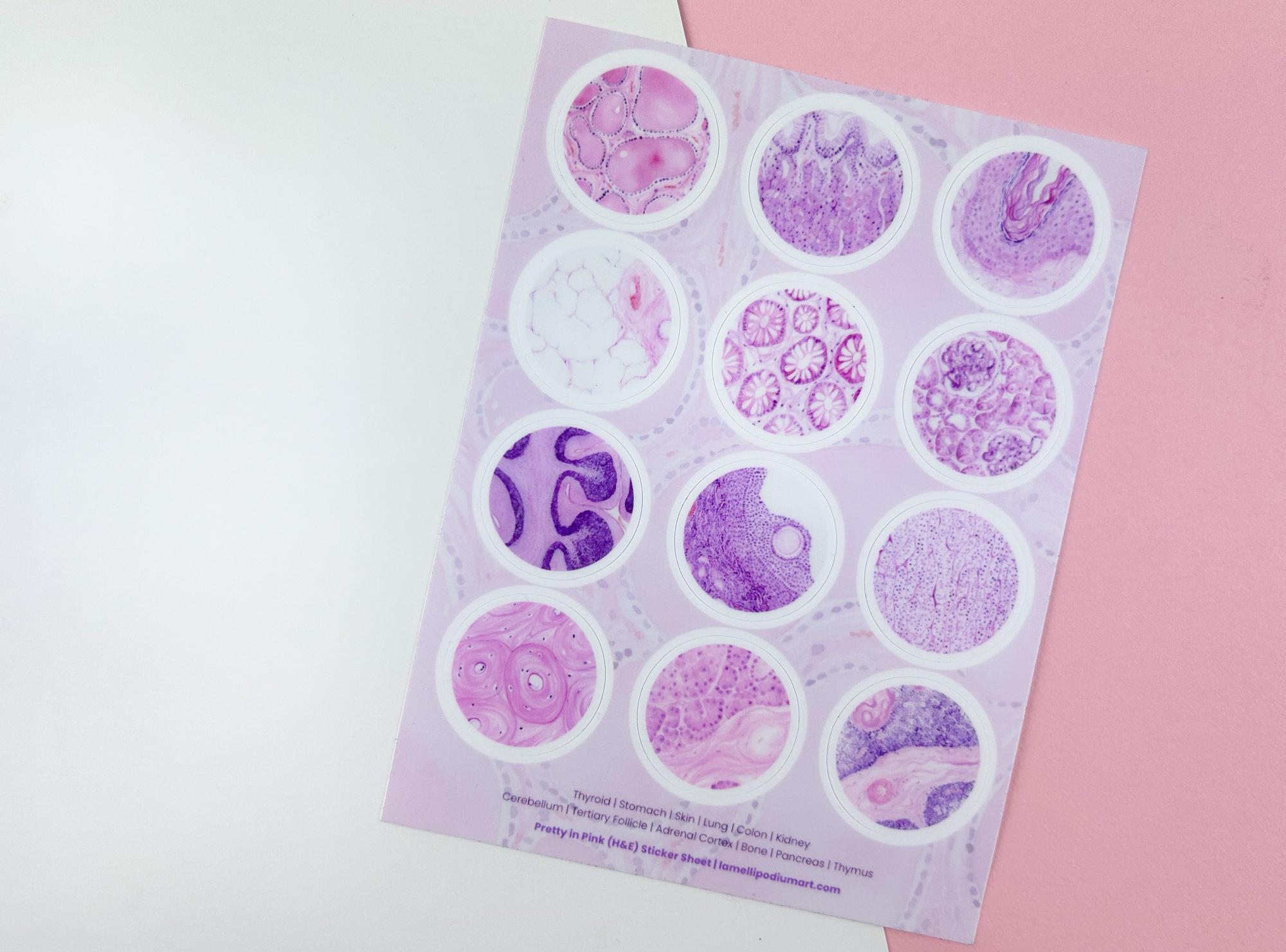 Microscopic Sticker Lab Microscopic Stickersheet Set: Pretty in Pink + Colorful Histology ...