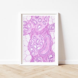Histologie Aquarell Kunstdruck: Mamma, H&E-Färbung