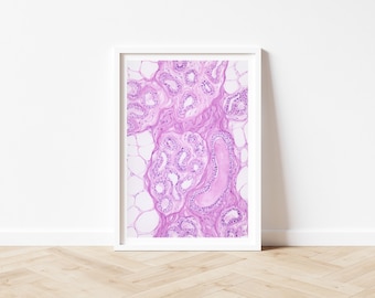 Histology Art Print: Mamma, H&E Stain - Watercolorart
