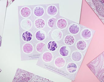 Histology Stickersheet: Pretty in Pink