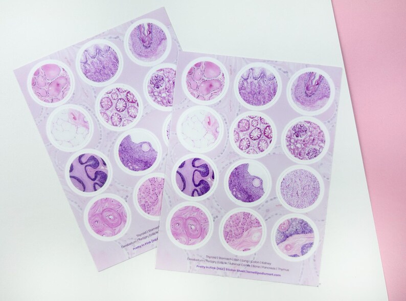 Histology Stickersheet: Pretty in Pink - Etsy