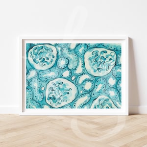 Histologie Aquarell Kunstdruck: Niere, Silberfärbung