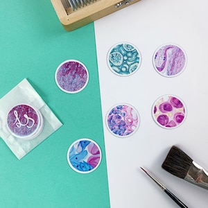 Set d'aimants d'histologie : 6 aimants, série "Colorful"