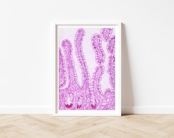 May include: A framed print featuring a microscopic image of biological tissue. The image showcases a detailed view of elongated, pink structures with intricate internal patterns. The print is set against a white background, enhancing the visibility of the cellular details.