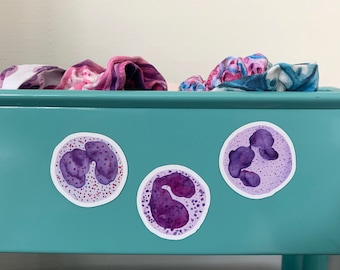 Granulocyte Magnet Set: 3 Bloodcell magnets for your Whiteboard