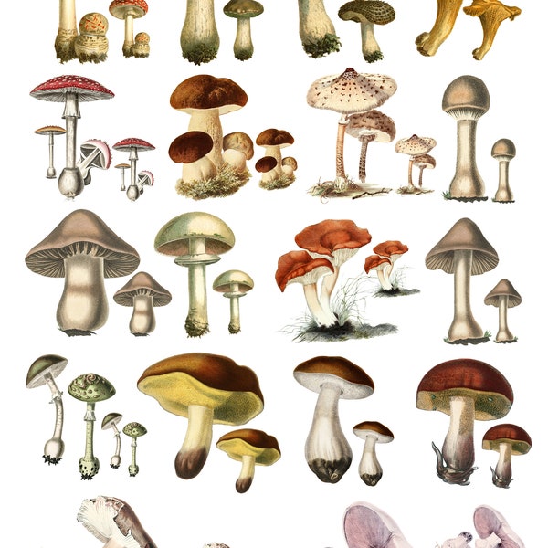 Vintage mushrooms. Printable Collage Sheet, Digital Collage Sheet, Digital Download