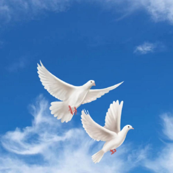 Two Hand Painted,Pigeon,White Peace Doves, Flying High, Hd Transparent,Digital download