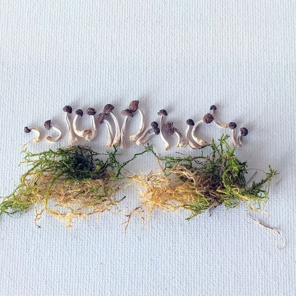 Super Small Dried Mushrooms Set of 20 Natural Mushrooms With Moss For Resin Project Mushroom  Jewelry Tiny Dried Mushroom Plants Organic