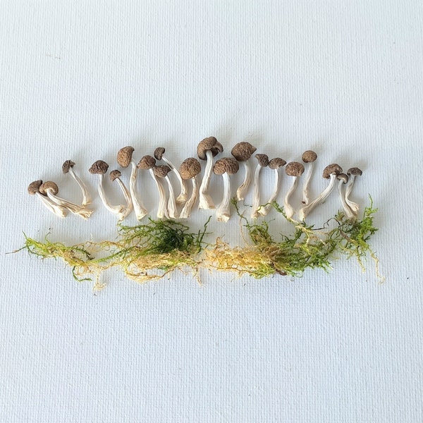 Dried Mushroom Set of 20 Real Natural Mushroom With Moss For Terrarium Resin Project Mushroom For Jewelry Tiny Dried Mushroom Plants Organic