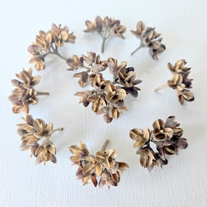 May include: A collection of dried, tan-colored flower clusters arranged in a circular pattern on a white background. Each cluster has multiple small, textured blooms, creating a natural, organic aesthetic. Ideal for crafting or decorative purposes.