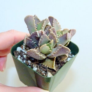 May include: A small succulent plant in a square green plastic pot. The plant has thick, textured leaves with a mix of green, purple, and brown hues. The leaves have a unique, jagged edge. The pot contains soil and small white pebbles.