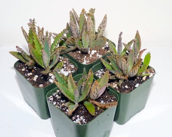 Kalanchoe Mother of Thousand Plant, 2" Organic Plant, 2" Pot Garden Plant Succulent Kalanchoe Miniature Succulent, Miniature Garden