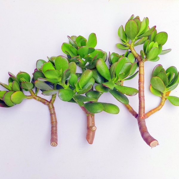 Large Jade Plant Crassula, 7"-9" long Cuttings, Garden Plant Succulent, Jade Cuttings Crassula Ovata Organic Money Tree, Big Crassula