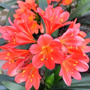 Orange Clivia Plant, Large Clivia Miniata Garden or Pot Plant, Indoor Plant Perennial Bareroot Divisions Organic Living Blooming Hardy Plant