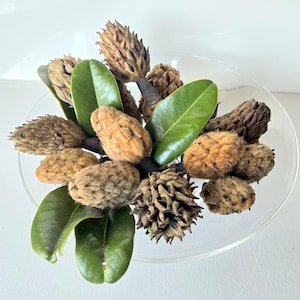 May include: A clear glass bowl filled with dried seed pods, green leaves, and stems. The seed pods are various shades of brown and tan, with a textured surface. The leaves are a vibrant green. The arrangement is set against a white background.