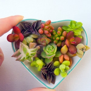 15 Small Succulent Cuttings Assorted Miniature Succulent Clippings Variety Plants Colorful Petite Cuttings Bulk Succulents Wholesale Plants