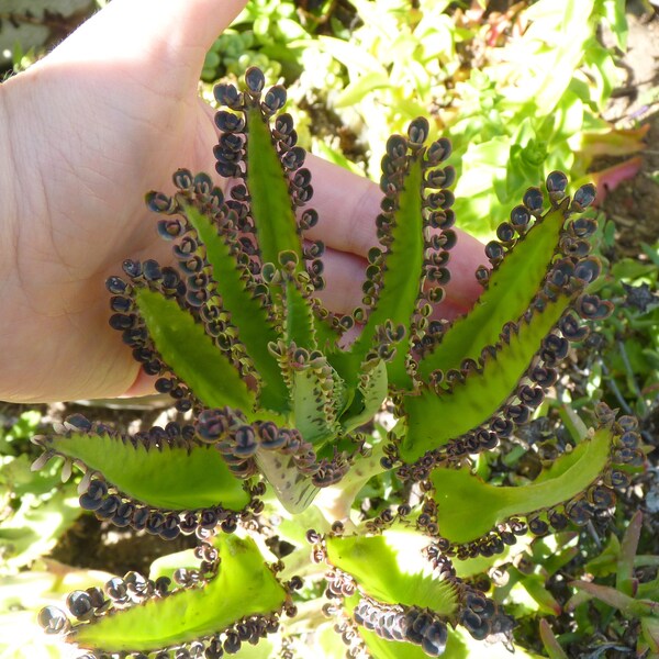 Mother Of Thousands Alligator Live Succulent Plant – 2-5\" Starter With Roots | Kalanchoe