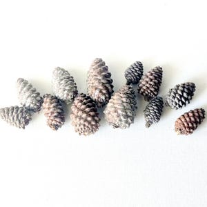 May include: A collection of twelve natural pine cones of varying sizes and shades of brown, ranging from light tan to dark brown. Each pine cone features a distinct, layered, and textured scale pattern, arranged in a loose, horizontal cluster.