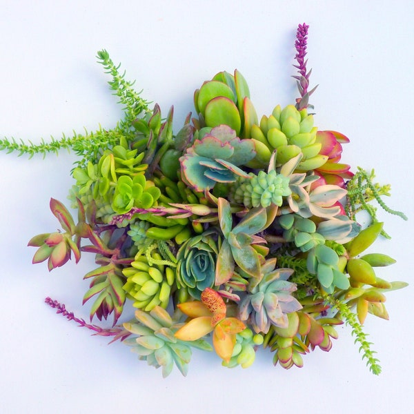 10 Succulent Cuttings Assorted Succulent Clippings Variety Succulent Plants Colorful Plant Cuttings Bulk Succulents Wholesale Living Plants