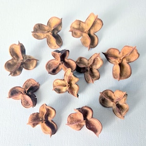 May include: A collection of dried, brown, three-lobed seed pods arranged on a light blue surface. The pods have a natural, organic appearance, with varying shades of brown and hints of purple.