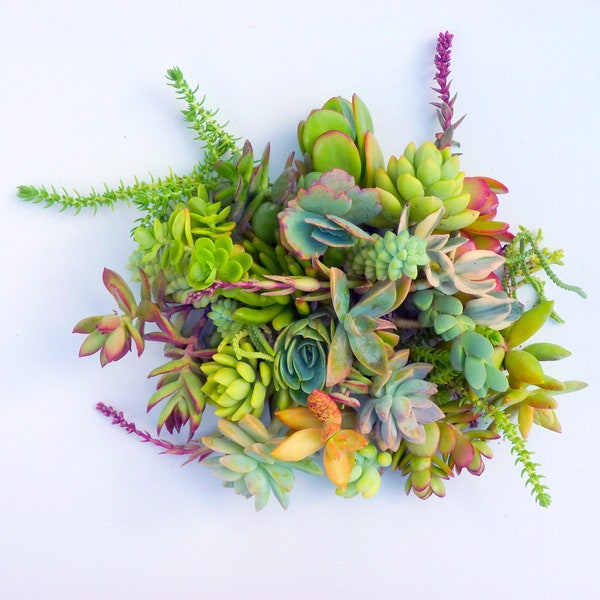 20 boutures de plantes succulentes assorties, plantes succulentes variées, boutures de plantes colorées, plantes succulentes en vrac, plantes vivantes en gros