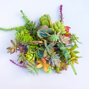 20 Succulent Cuttings Assorted Succulent Clippings Variety Succulent Plants Colorful Plant Cuttings Bulk Succulents Wholesale Living Plants