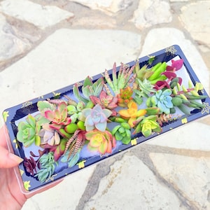 25 Small Succulent Cuttings Assorted Miniature Succulent Clippings Variety Plants Colorful Petite Cuttings Bulk Succulents Wholesale Plants