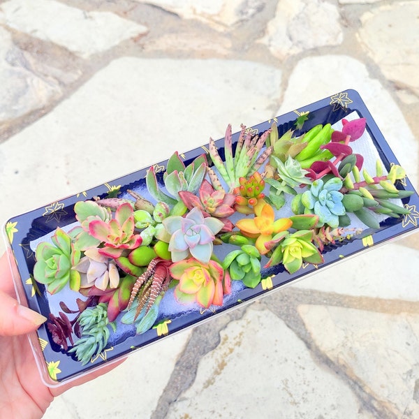 Assortiment de 25 petites boutures de succulentes miniatures de coupures de succulentes Variétés de plantes Petites boutures colorées Plantes succulentes en vrac Plantes en gros
