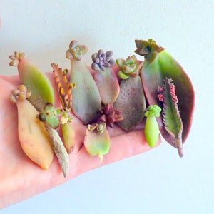 15 assorted Succulents, 30 Leaves For Propagation, Variety Succulent Leaves, No Babies, Colorful Leaf, Bulk Succulents Wholesale Live Plants