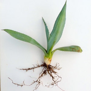 Rooted  Blue Agave Americana Plant Agave Tequilana Plant Organic Sturdy Plant Garden Plant Succulent Drought Resistant Large Growing Plant