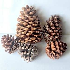 May include: A collection of five natural pine cones of varying sizes and shades of brown. The pine cones feature a woody, layered texture with distinct scales arranged in a spiral pattern, showcasing the organic, conical shape of each individual unit.
