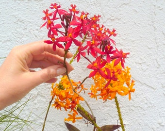 Poor Mans Orchid Reed Stem Epidendrum Orchid Orange, Red Crucifix Orchid Starter Plant 5-6" Organic Plant Garden Plant Orchid