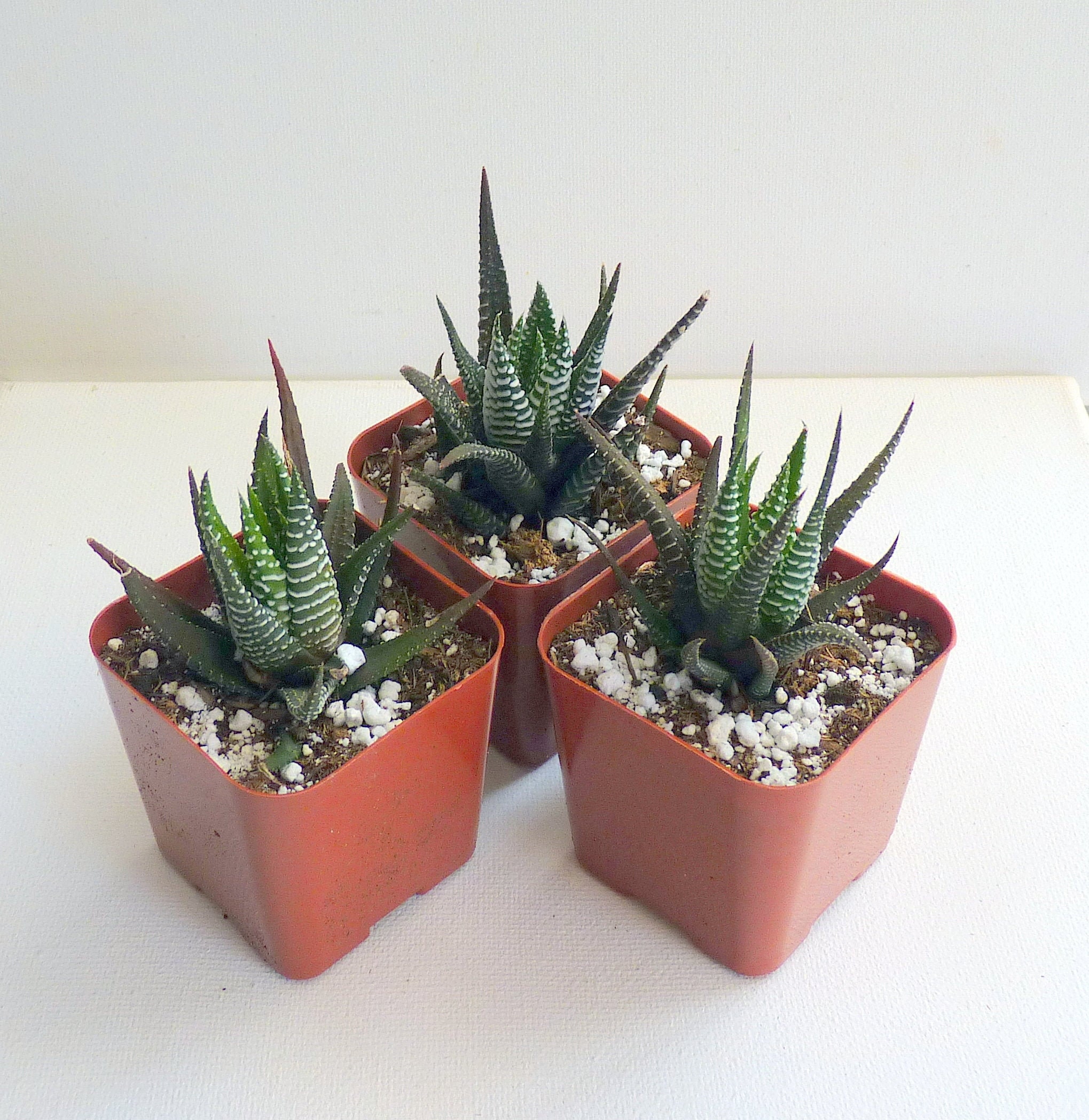 Haworthia Fasciata 2