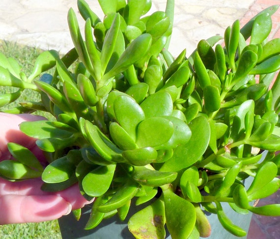 Jade Plant Cuttings Assorted Jade Plant Succulent Jade Cuttings Crassula  Ovata, Elephant Jade, Ripple/ Ruffle Jade, Gollum Jade, Ogre Ears - Etsy