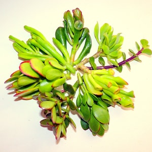 Elephant Ear Jade Plant - Etsy