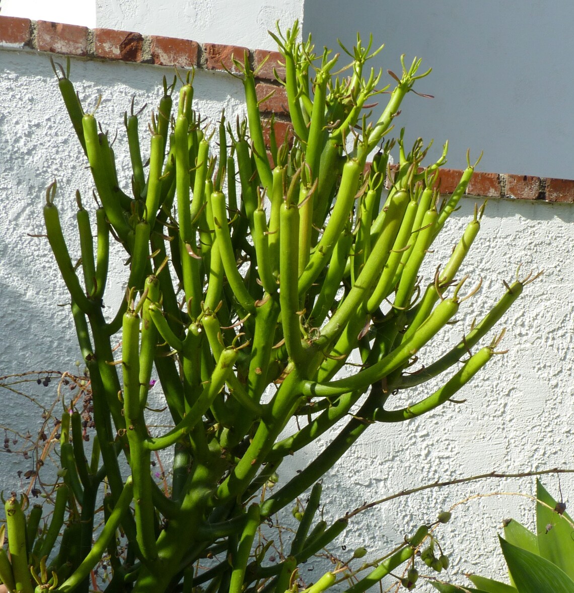 Firesticks Pencil Cactus Sticks 45 Succulent Plant Etsy