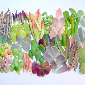 10 assorted Succulents, 30 Leaves For Propagation, Variety Succulent Leaves, No Babies, Colorful Set of Leaves, Bulk, Live Plants