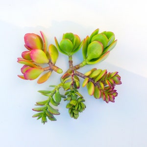 Jade Plant Crassula Cutting Garden Plant Succulent Jade Cuttings Crassula Ovata Money Tree