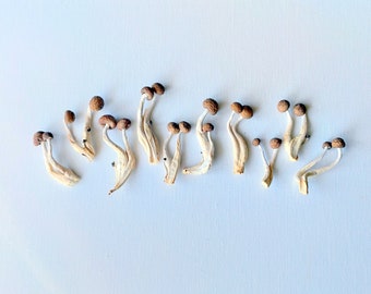 May include: An overhead shot of several small mushrooms with brown caps and slender, off-white stems. The mushrooms are arranged on a light blue surface, showcasing their natural shapes and textures. The caps have a textured appearance.