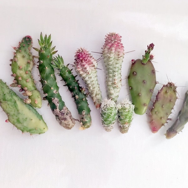 Variegated Cactus Lot of 4, Opuntia Monacantha, Prickly Pear, Corn Cactus, Eve's Pin, Mamilaria Gracilis, Starfish 1-4" Succulent Cactus Lot